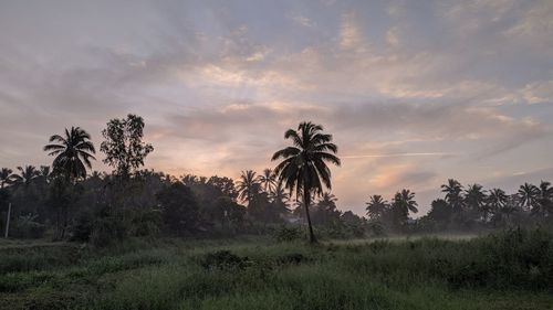 Palm trees on field against sky at sunset