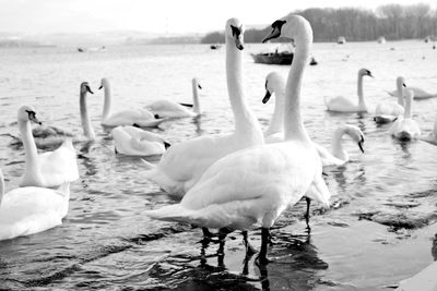 Swans in the water