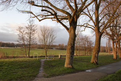 Bare trees on field against sky