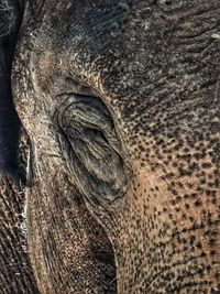 Close-up of elephant