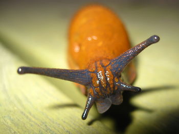 Close-up of slug