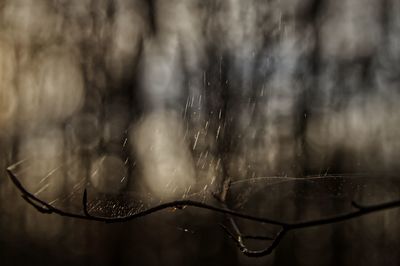 Spider web with bokeh background 