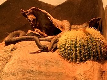 Close-up of lizard on desert