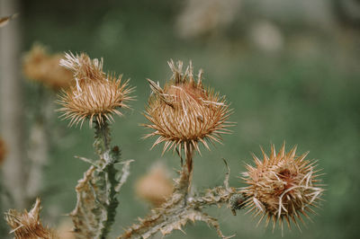 Close-up of dried thistle flowers