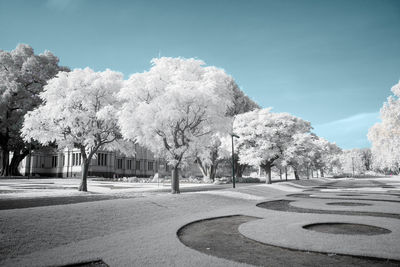 Trees in park against clear sky