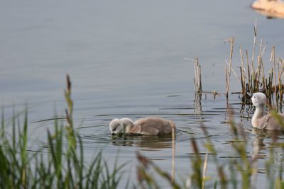 Swan swimming in lake