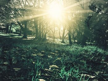 Sun shining through trees in forest