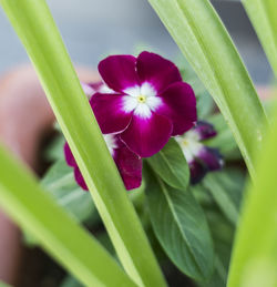 Close-up of flower growing on plant