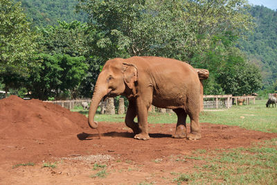 Side view of elephant standing on field