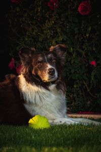 Portrait of dog sitting on field