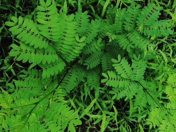 Full frame shot of green leaves