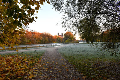 Autumn leaves in park against sky