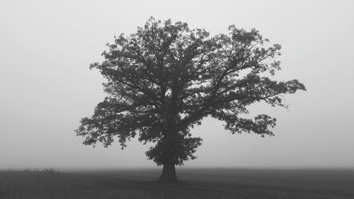 Tree on field against sky