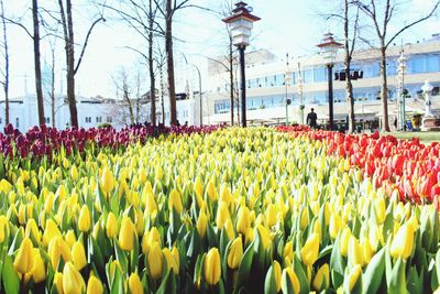 Close-up of yellow tulips growing on field