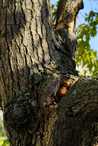 Close-up of tree trunk