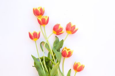 Close-up of tulips against white background