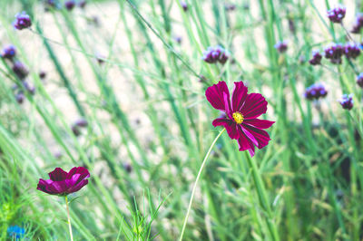 Close-up of pink cosmos flower