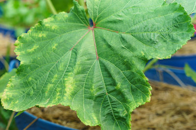 Close-up of green leaves