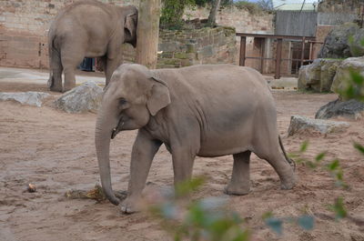 View of elephant in zoo