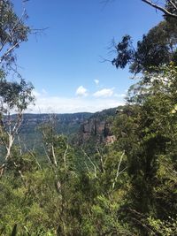 Plants growing on land against sky