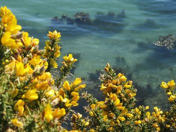 Close-up of yellow flowers