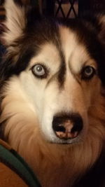 Close-up portrait of dog