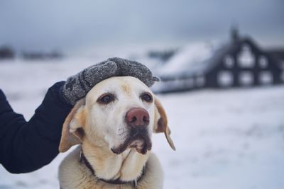 Friendship between pet owner and his old dog. hand stroking labrador retriver in winter landscape.