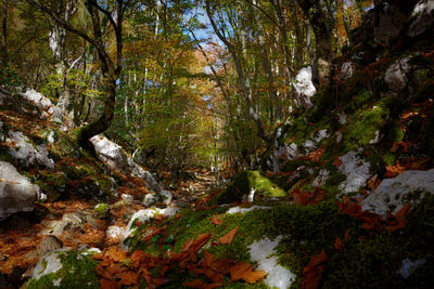 Trees growing in forest