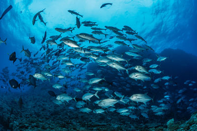 School of bigeye trevally, underwater photography