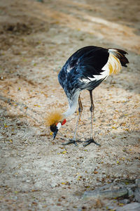 Grey crowned crane, african bird, endangered specie