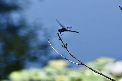 Low angle view of insect on plant against sky