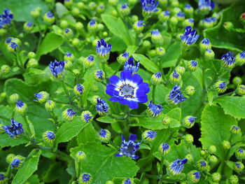 Close-up of purple flowering plants