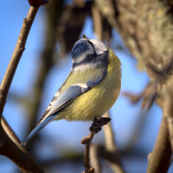 Close-up of bird perching on branch
