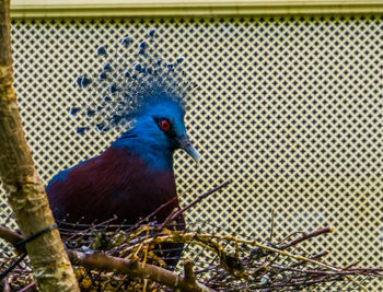 Close-up of bird perching on tree