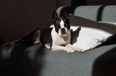 Portrait of dog sitting on sofa at home