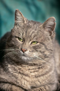 Close-up portrait of a cat