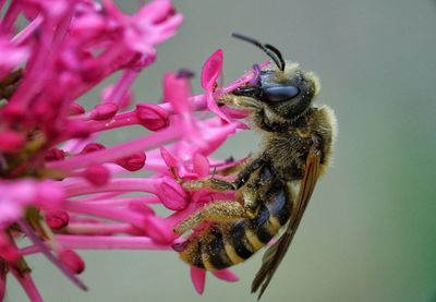 Close-up of bee on pink flower