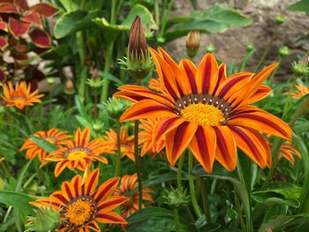 Close-up of orange sunflowers blooming in park