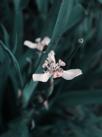 Close-up of white flowering plant