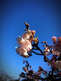 Low angle view of flowers blooming on tree