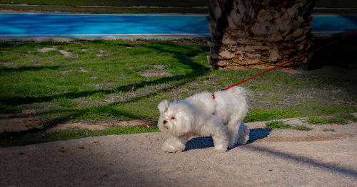 View of a dog walking on footpath