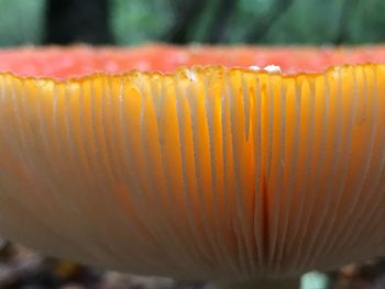Close-up of fresh green leaf