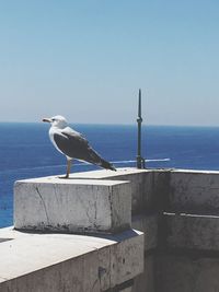 Seagull perching on retaining wall by sea against clear sky