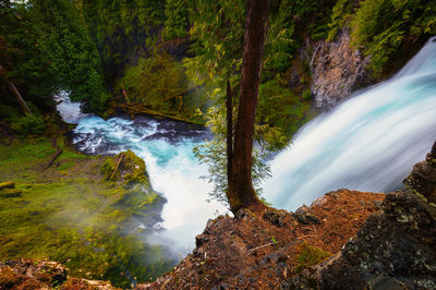 Scenic view of waterfall in forest