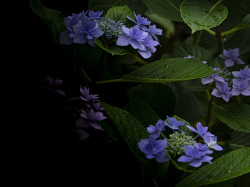 Close-up of purple flowering plants