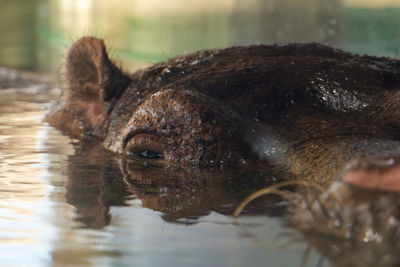 Close-up of turtle swimming in lake