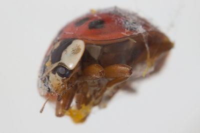 Close-up of insect over white background