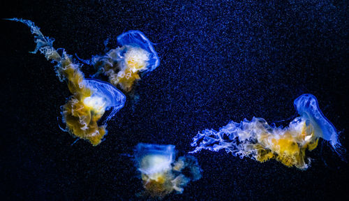 Close-up of jellyfish against blue background