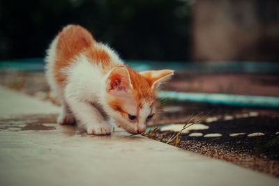 Close-up of a cat on floor