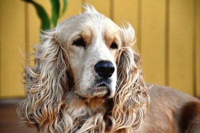 Close-up of dog